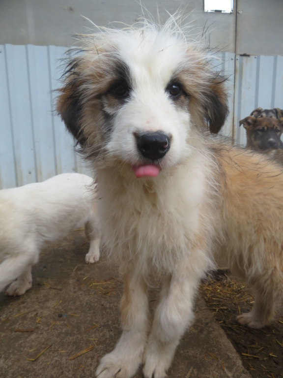 PONYO (ex LUIS) - chiot mâle, de taille moyenne à l'âge adulte - né environ en août 2021 - REMEMBER ME LAND - Adopté par Brigida (2300 - Suisse)  Luis_810