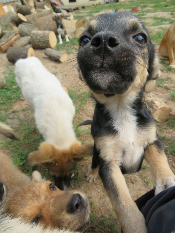 LUNIE - chiot femelle, de petite taille à l'âge adulte - née environ en mars 2021 - REMEMBER ME LAND - Adoptée par Mélissa (67)  Lunie_16