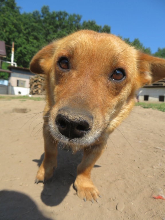 LUPINE - femelle, typée corgi, de taille petite à moyenne, née environ en juillet 2019 - REMEMBER ME LAND - Adoptée par Delphine (56)  Lupine20