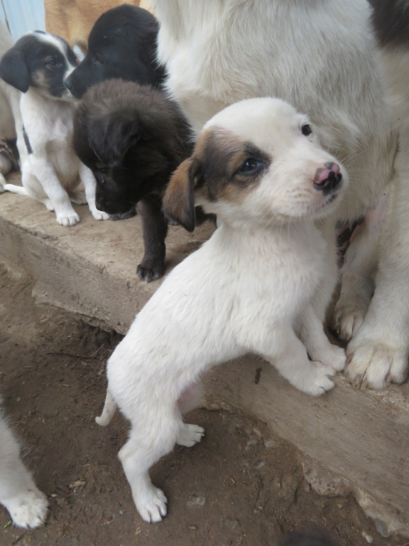 LYORKA - chiot femelle , de petite taille à moyenne à l'âge adulte - née environ en juin 2021 - REMEMBER ME LAND - Adoptée par Laetitia (67)  Lyorka18