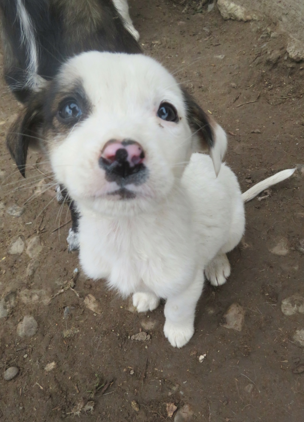 LYORKA - chiot femelle , de petite taille à moyenne à l'âge adulte - née environ en juin 2021 - REMEMBER ME LAND - Adoptée par Laetitia (67)  Lyorka19