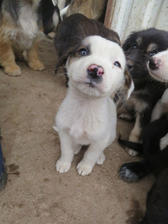 LYORKA - chiot femelle , de petite taille à moyenne à l'âge adulte - née environ en juin 2021 - REMEMBER ME LAND - Adoptée par Laetitia (67)  Lyorka20