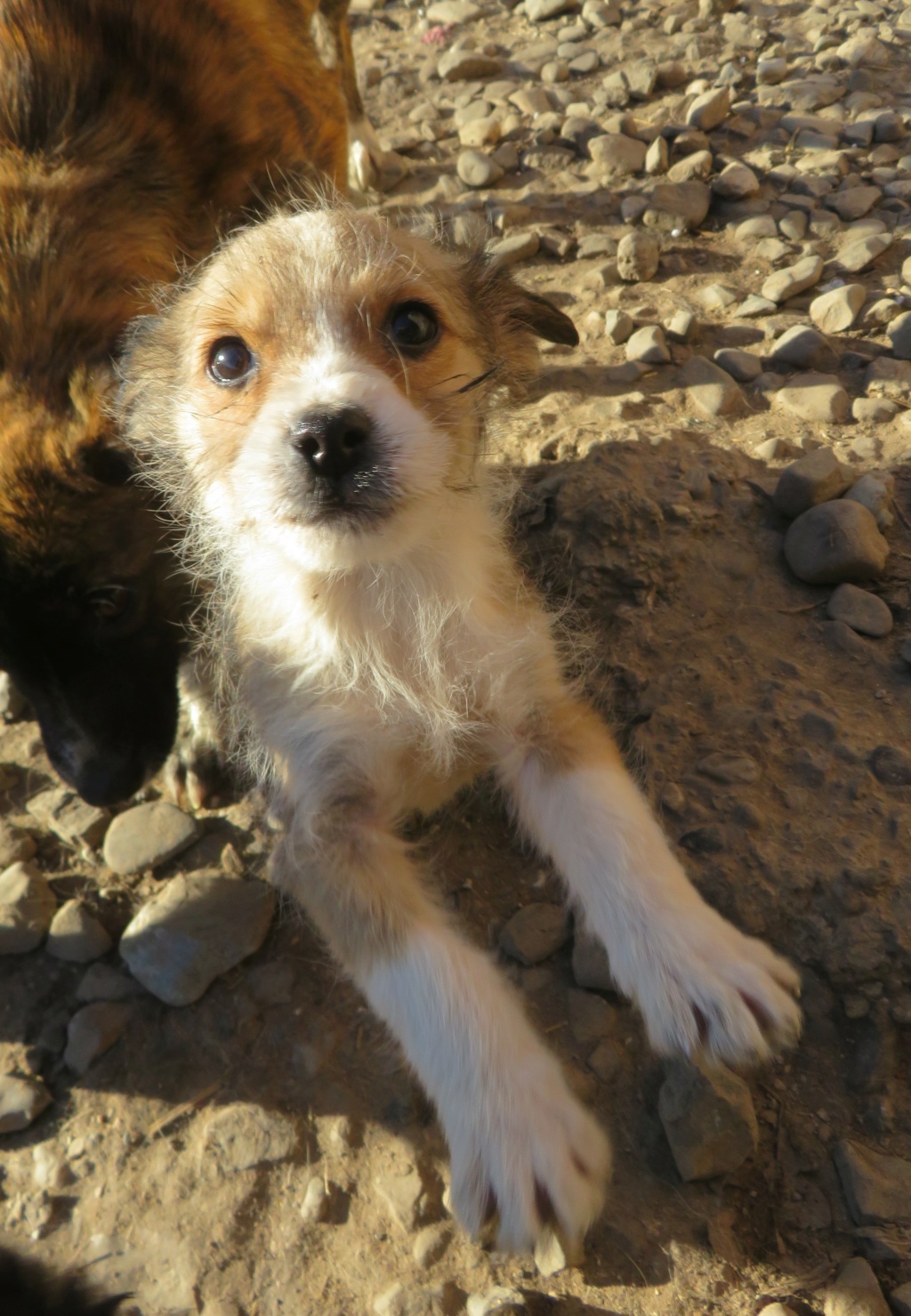 MALTA - chiot femelle, de petite taille à l'âge adulte - née environ en octobre 2021 - REMEMBER ME LAND - Adoptée par Doriane (41)  Malta_11