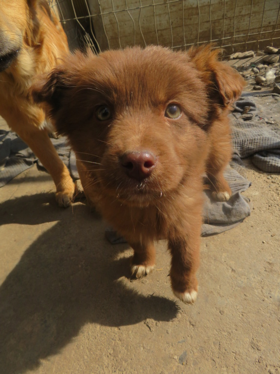 MALYA (ex MANYA) - chiot femelle, de taille moyenne à l'âge adulte - née environ en décembre 2021 - REMEMBER ME LAND - EN FAMILLE D'ACCUEIL CHEZ Elisa (68) - Adoptée par Lorène (54)  Manya_18