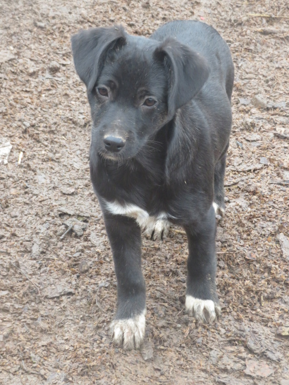 GENNA (ex MARACAS) - chiot femelle, de taille petite à moyenne à l'âge adulte - née environ en début juillet 2020 - Remember Me Land - Adoptée par Marie (57)  Maraca18