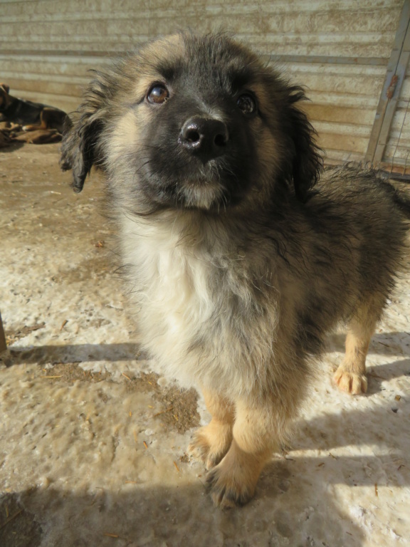 ZUKO (ex MARKO) - chiot mâle, de taille moyenne à l'âge adulte - né environ en octobre 2021 - REMEMBER ME LAND - En FA chez Natacha (69) - Adopté par Lucie (53)  Marko_18