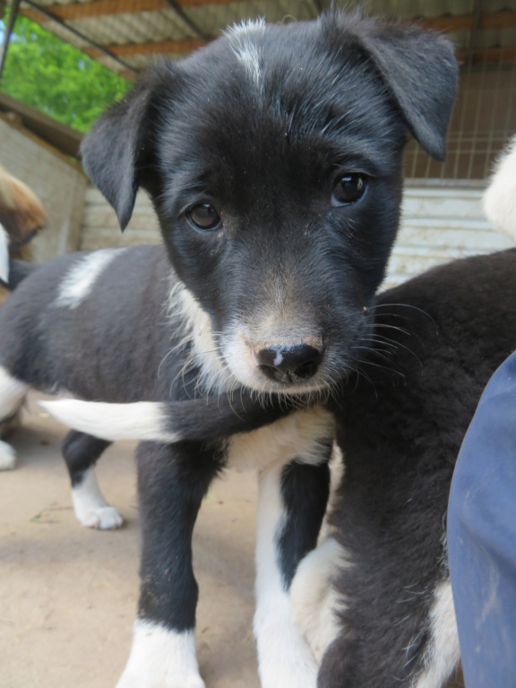 SOFIA (ex MARWENN) - chiot femelle, de taille moyenne à l'âge adulte - née environ en février 2021 - REMEMBER ME LAND - Adoptée par Cédric (67) Marwen11