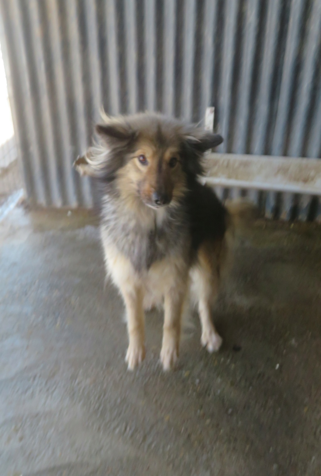 HEDWIGE (ex MENCIA) - femelle, typée chien loup, de taille moyenne - née environ en février 2018 - (fourrière de Roman) - REMEMBER ME LAND - Adoptée par Chrystelle et Xavier (77)  Mencia35