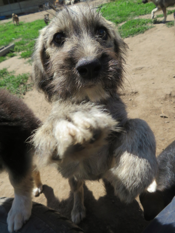 HAPPY (ex MERCEDES) - chiot femelle, de taille petite à moyenne à l'âge adulte - née environ en avril 2021 - REMEMBER ME LAND - Adoptée par Sandrine et Laurent (06)  Merced13