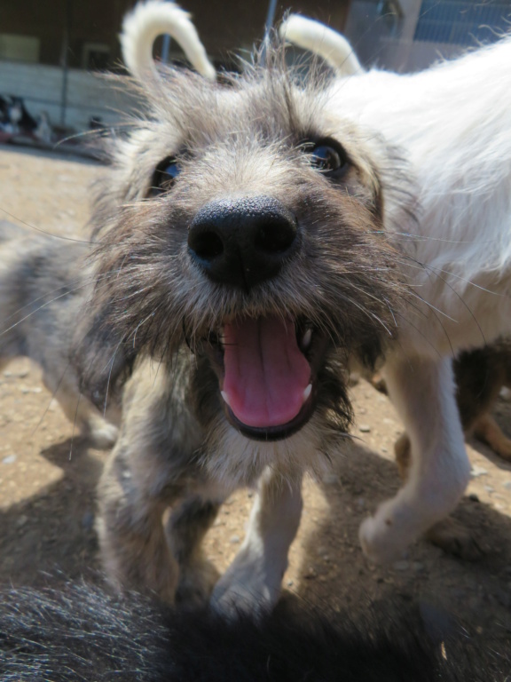 HAPPY (ex MERCEDES) - chiot femelle, de taille petite à moyenne à l'âge adulte - née environ en avril 2021 - REMEMBER ME LAND - Adoptée par Sandrine et Laurent (06)  Merced20