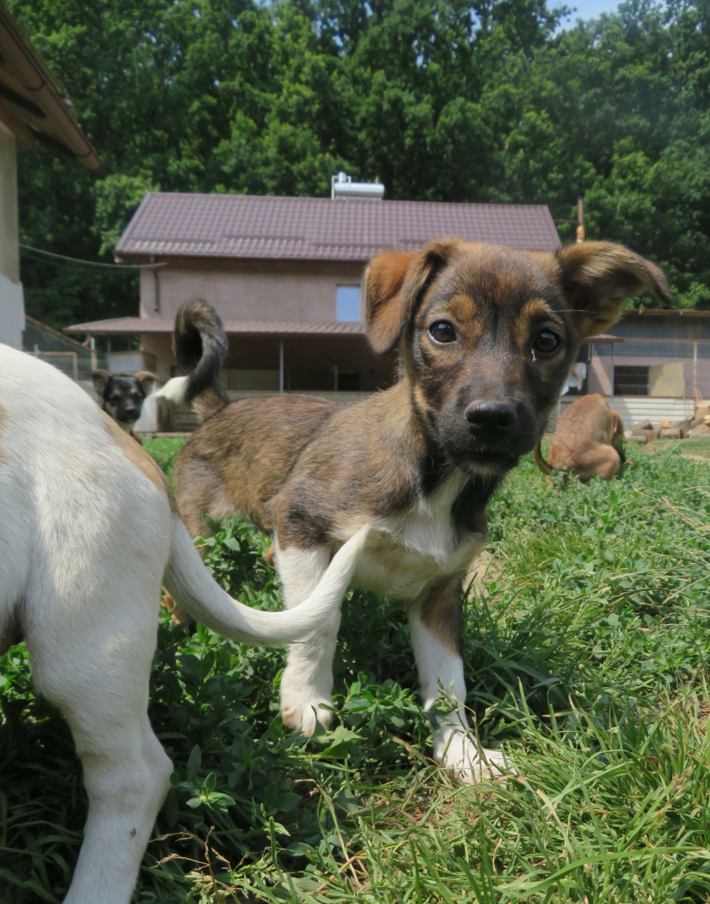 CALLIE (ex MISTIGRI) - chiot femelle , de taille petite à moyenne à l'âge adulte - née environ en avril 2021 - REMEMBER ME LAND - Adoptée par Léa (67)  Mistig20