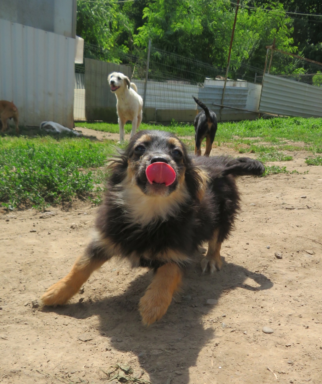 JAZZ (ex MONFILS) - chiot mâle, de taille petite à moyenne à l'âge adulte - né environ mi-mars 2021 - REMEMBER ME LAND - Adopté par Caroline (91) Monfil14