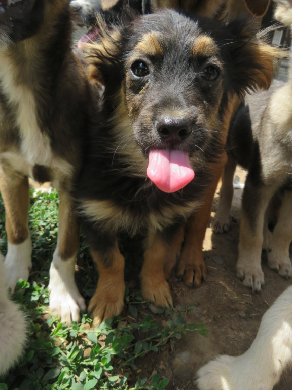 JAZZ (ex MONFILS) - chiot mâle, de taille petite à moyenne à l'âge adulte - né environ mi-mars 2021 - REMEMBER ME LAND - Adopté par Caroline (91) Monfil15