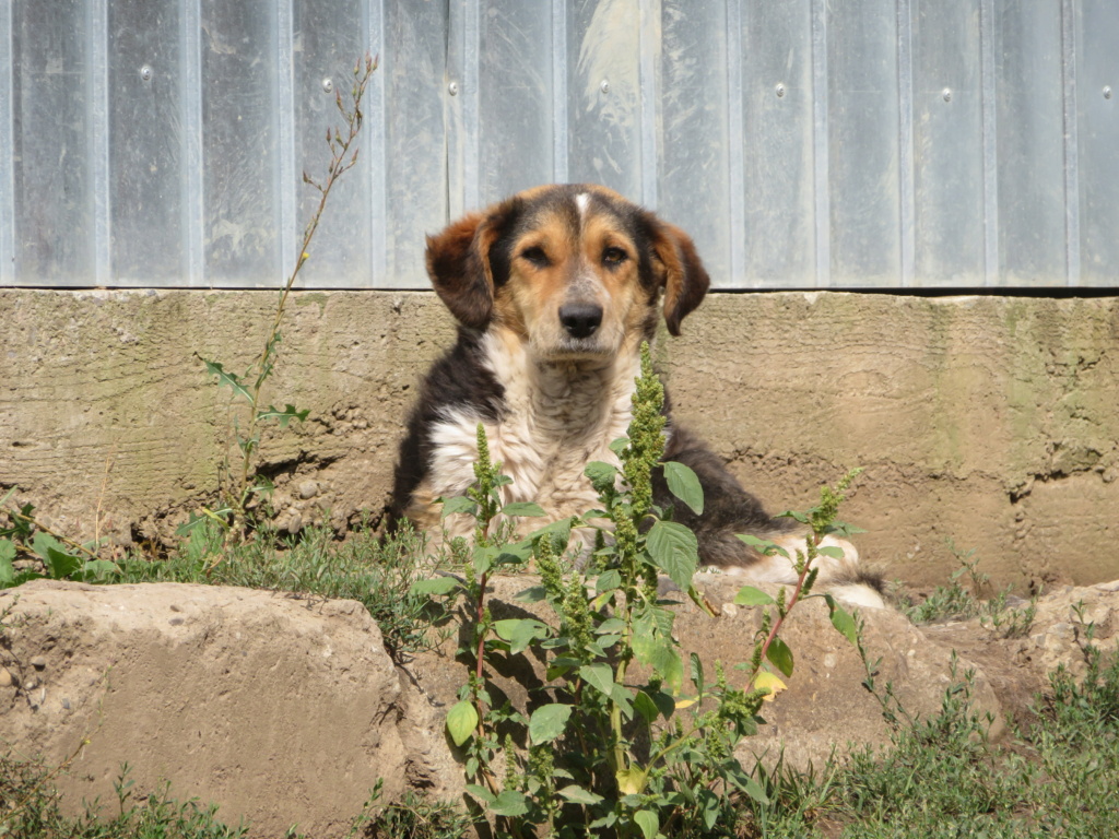 MORWEN - x 6 ans (4 ans de refuge) Asso Remember Me (Roumanie) Morwen14