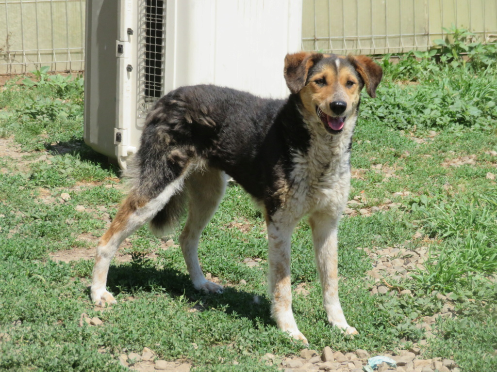 MORWEN - x 6 ans (4 ans de refuge) Asso Remember Me (Roumanie) Morwen15