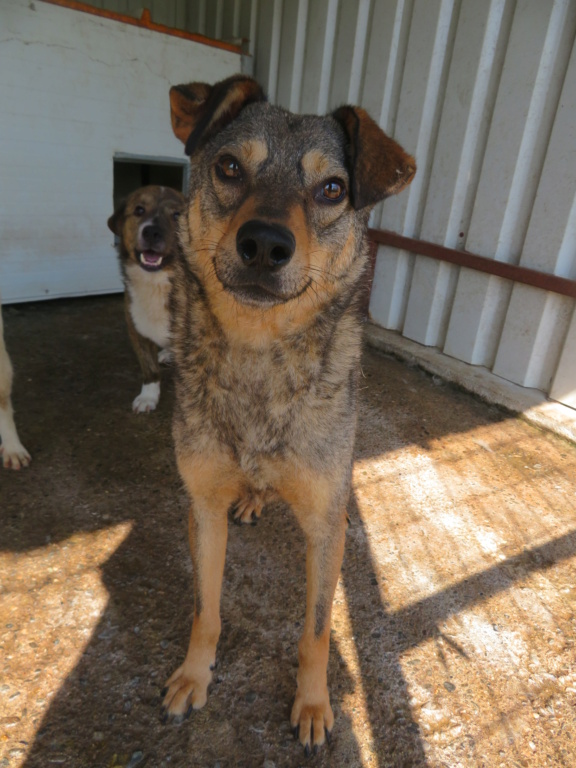 MOUCHOU - x berger 3 ans - Asso Remember Me (Roumanie) Moucho26