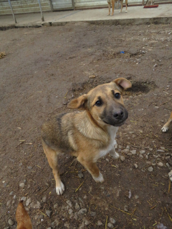 MOLLY (ex MULAN) - chiot femelle, de taille moyenne à l'âge adulte - née environ octobre 2020 - REMEMBER ME LAND - Adoptée par Carole (13)  Mulan_14