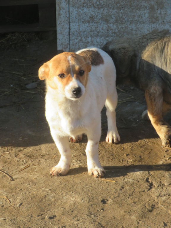 WINNIE (ex NAÏNA) - chiot femelle, de petite taille à l'âge adulte - née environ en juin 2020 - Adoptée par Marie (74) Naina_12