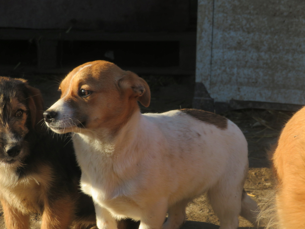 WINNIE (ex NAÏNA) - chiot femelle, de petite taille à l'âge adulte - née environ en juin 2020 - Adoptée par Marie (74) Naina_13