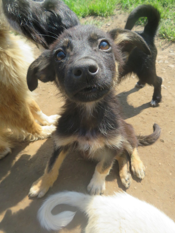 LOKI (ex NARCISSE) - chiot mâle, de petite taille à moyenne à l'âge adulte - né environ en avril 2021 - En FA chez Sylvie (02) Narcis20