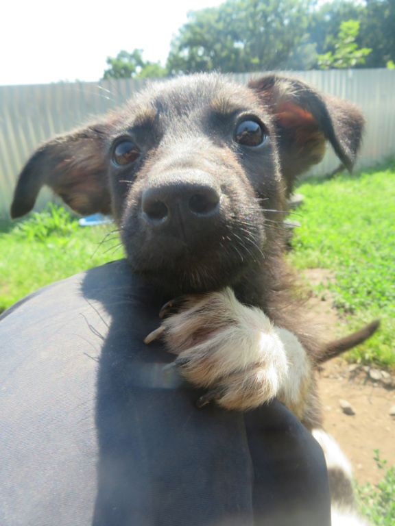 LOKI (ex NARCISSE) - chiot mâle, de petite taille à moyenne à l'âge adulte - né environ en avril 2021 - En FA chez Sylvie (02) Narcis23