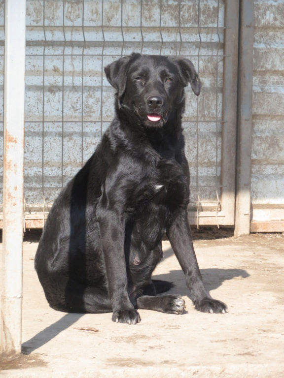 YOUKA (ex NAVY) - femelle, typée labrador, de taille moyenne - née environ en novembre 2019 - (Fourrière de ROMAN) - REMEMBER ME LAND - Adoptée par Joanna (BELGIQUE)  Navy_110