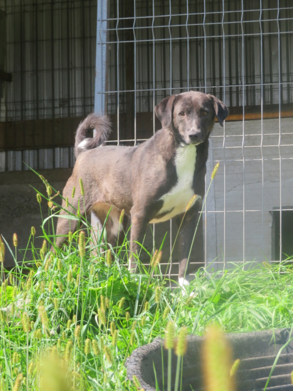 NEMESIS !! + de 4 ans de box !! femelle, de taille moyenne, née environ janvier 2018 (fourrière de GOLESTI) - REMEMBER ME LAND Nemesi14