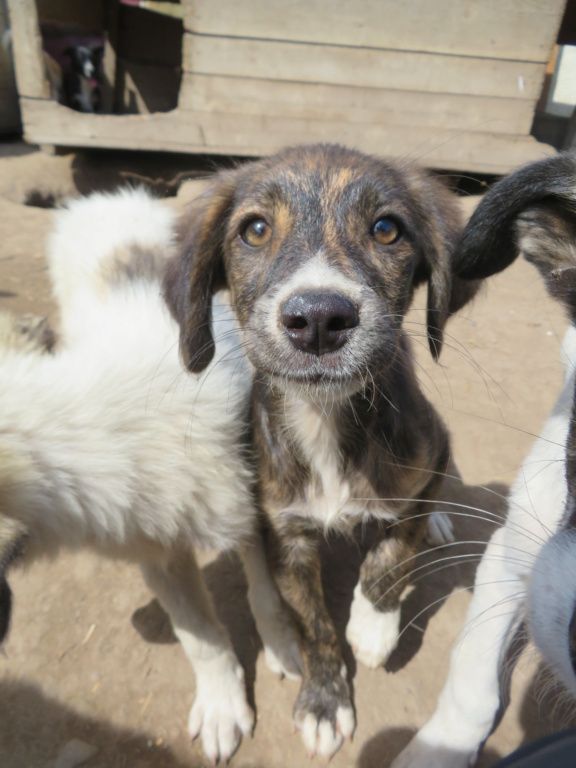 CERA (ex NISSAN) - chiot femelle, de taille petite à moyenne à l'âge adulte - née environ en avril 2021 - REMEMBER ME LAND - Adoptée par Marion (36)  Nissan14