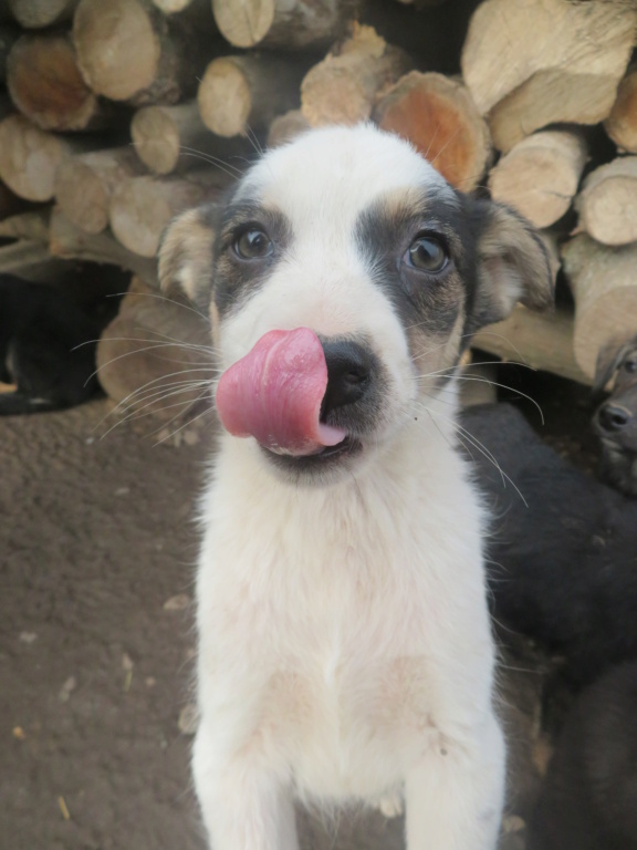 HOLLY (ex NUOHLI) - chiot femelle, de taille petite à moyenne à l'âge adulte - née environ en octobre 2020 - REMEMBER ME LAND - Adoptée par Véronique (68) Nuohli15