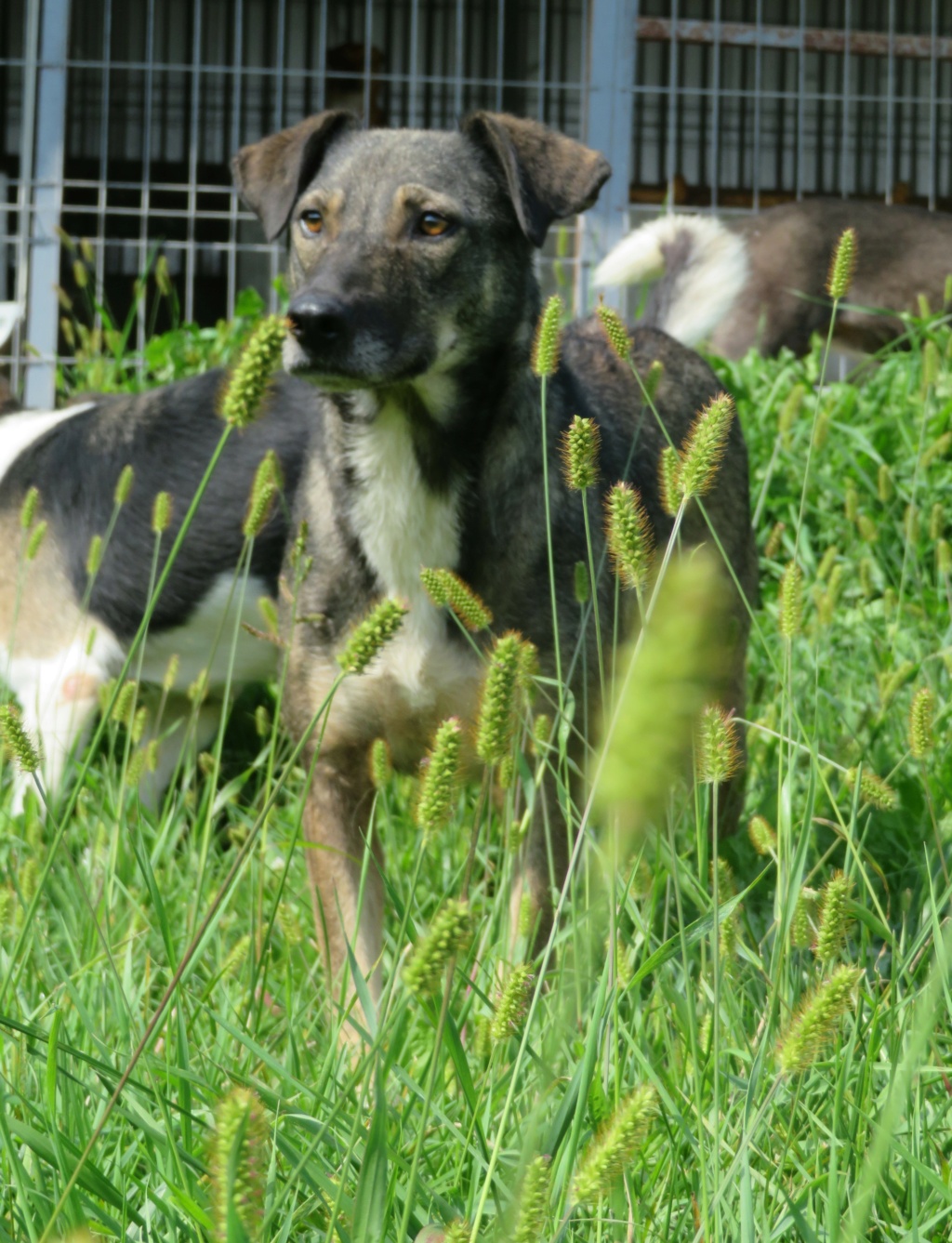 NYXX - URGENCE - !! 4 ans de box !! - femelle, de taille moyenne, née environ janvier 2019 (fourrière de GOLESTI) - REMEMBER ME LAND Nyxx_110