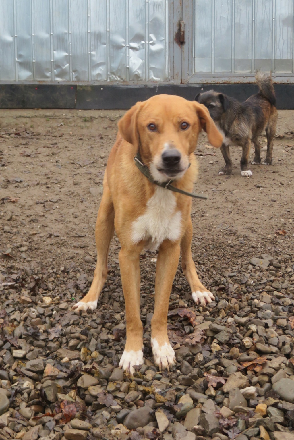 OREO (ex OLERON) - mâle, de taille moyenne à grande - né environ en septembre 2018 (Fourrière de ROMAN) - REMEMBER ME LAND - en FA chez Jacqueline (68) - Adopté par Laurence (68) Oleron17