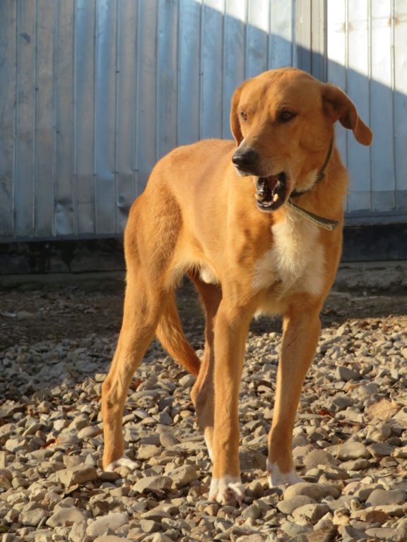 OREO (ex OLERON) - mâle, de taille moyenne à grande - né environ en septembre 2018 (Fourrière de ROMAN) - REMEMBER ME LAND - en FA chez Jacqueline (68) - Adopté par Laurence (68) Oleron18