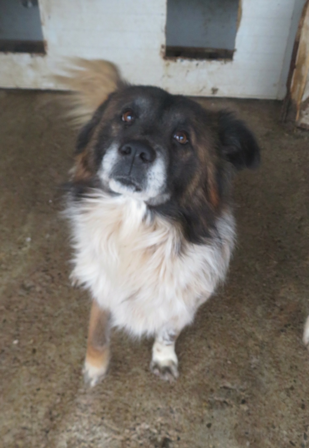 OLIVER - mâle, de taille petite à moyenne, né environ décembre 2016 - REMEMBER ME LAND - Adopté par Sarah (1000 - Belgique)  Oliver10