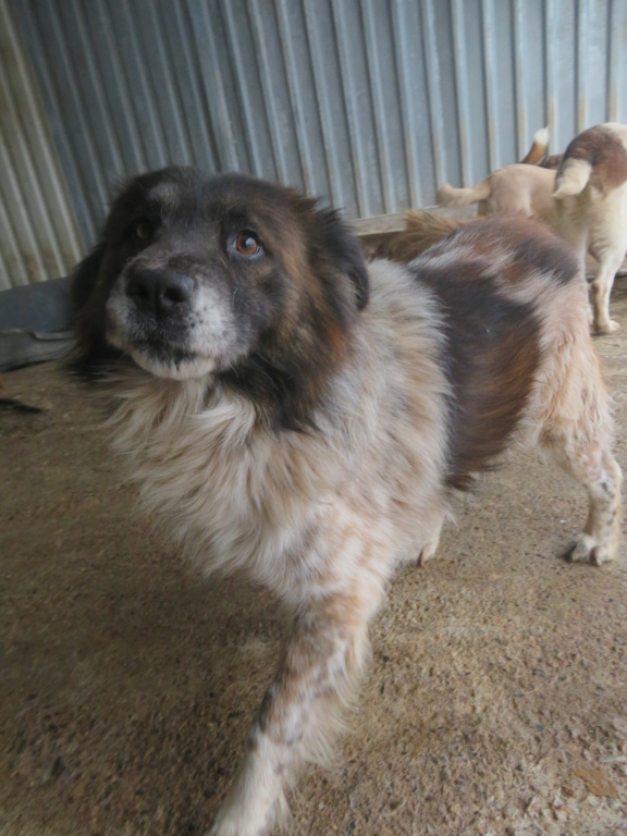 OLIVER - mâle, de taille petite à moyenne, né environ décembre 2016 - REMEMBER ME LAND - Adopté par Sarah (1000 - Belgique)  Oliver12