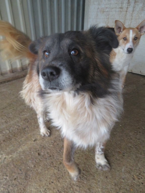 OLIVER - mâle, de taille petite à moyenne, né environ décembre 2016 - REMEMBER ME LAND - Adopté par Sarah (1000 - Belgique)  Oliver15