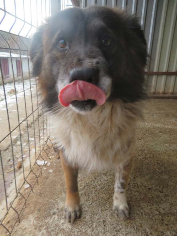 OLIVER - mâle, de taille petite à moyenne, né environ décembre 2016 - REMEMBER ME LAND - Adopté par Sarah (1000 - Belgique)  Oliver16