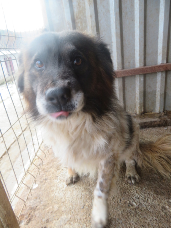 OLIVER - mâle, de taille petite à moyenne, né environ décembre 2016 - REMEMBER ME LAND - Adopté par Sarah (1000 - Belgique)  Oliver22