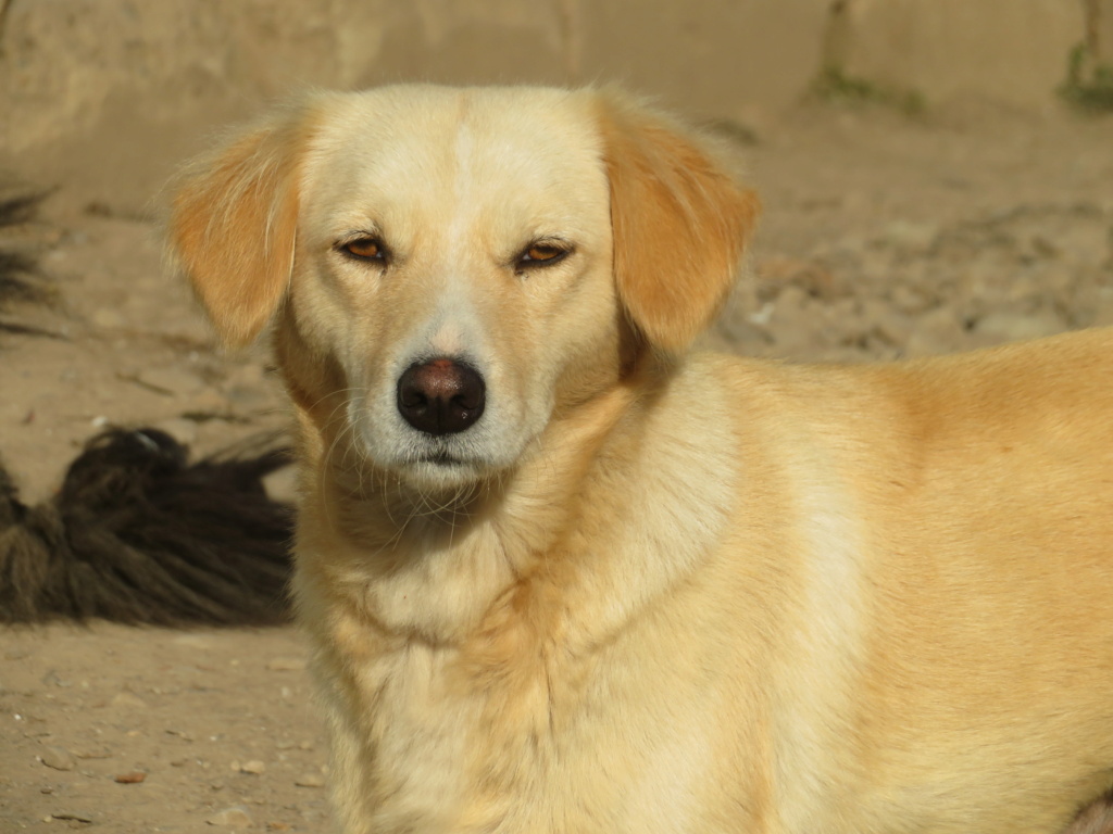 MADDY (ex OPALIA) - femelle, typée golden retriever, de taille moyenne, née environ en septembre 2016 - REMEMBER ME LAND - Adoptée par Agathe (68)  Opalia11