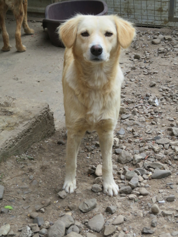 MADDY (ex OPALIA) - femelle, typée golden retriever, de taille moyenne, née environ en septembre 2016 - REMEMBER ME LAND - Adoptée par Agathe (68)  Opalia17