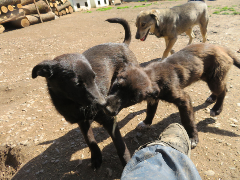 SHIRO (ex CHIHIRO) - chiot femelle, de taille moyenne à l'âge adulte - née environ en janvier 2021 - REMEMBER ME LAND - Adoptée par Soraya (Suisse)  Orfzoe18