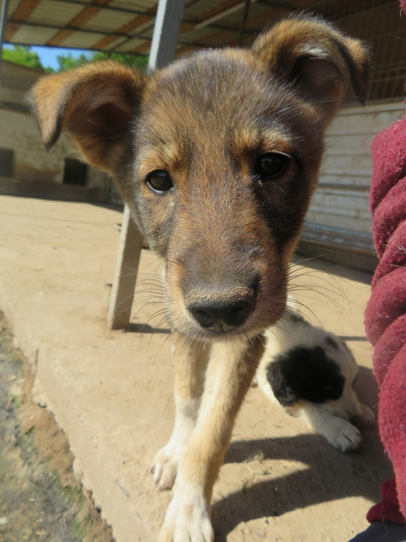 MILO (ex ORLANDO) - chiot mâle, typé chien loup, de taille moyenne à grande à l'âge adulte - né environ en mars 2021 - REMEMBER ME LAND - Adopté par Iléana (Belgique)  Orland19