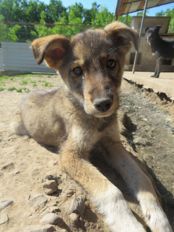 MILO (ex ORLANDO) - chiot mâle, typé chien loup, de taille moyenne à grande à l'âge adulte - né environ en mars 2021 - REMEMBER ME LAND - Adopté par Iléana (Belgique)  Orland20