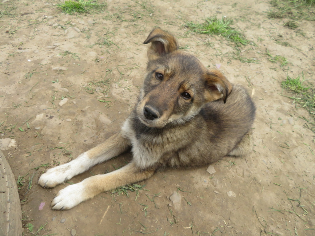 MILO (ex ORLANDO) - chiot mâle, typé chien loup, de taille moyenne à grande à l'âge adulte - né environ en mars 2021 - REMEMBER ME LAND - Adopté par Iléana (Belgique)  Orland21