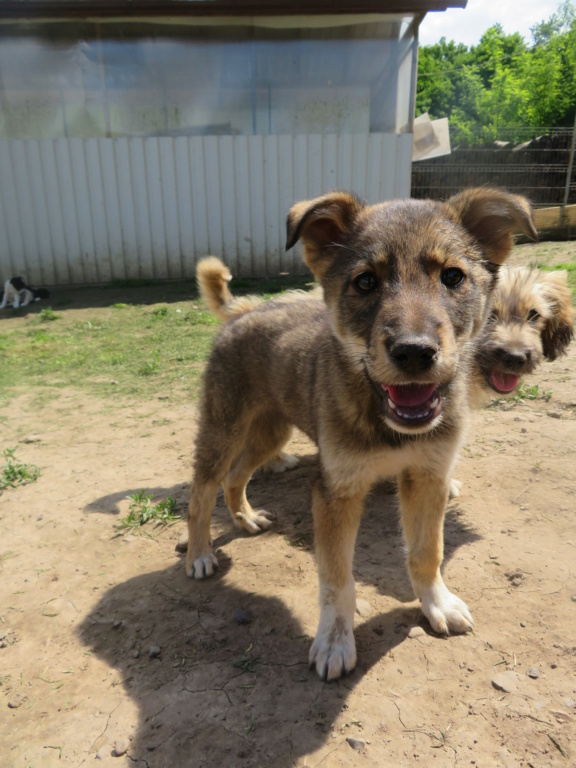 MILO (ex ORLANDO) - chiot mâle, typé chien loup, de taille moyenne à grande à l'âge adulte - né environ en mars 2021 - REMEMBER ME LAND - Adopté par Iléana (Belgique)  Orland23