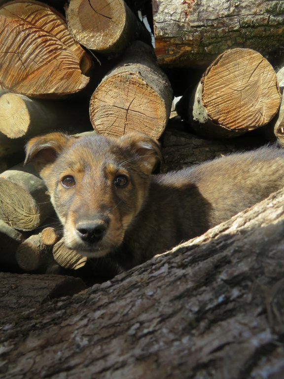 MILO (ex ORLANDO) - chiot mâle, typé chien loup, de taille moyenne à grande à l'âge adulte - né environ en mars 2021 - REMEMBER ME LAND - Adopté par Iléana (Belgique)  Orland24