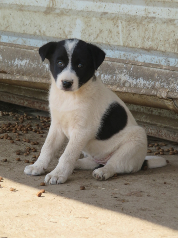 ARWEN (ex ORWENN) - chiot femelle, de taille moyenne à l'âge adulte - née environ en février 2021 - REMEMBER ME LAND - Adoptée par Catherine (57)  Orwenn11