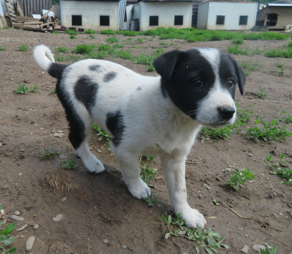 ARWEN (ex ORWENN) - chiot femelle, de taille moyenne à l'âge adulte - née environ en février 2021 - REMEMBER ME LAND - Adoptée par Catherine (57)  Orwenn16