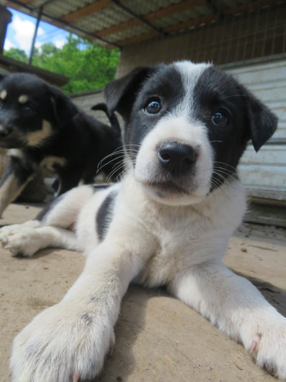 ARWEN (ex ORWENN) - chiot femelle, de taille moyenne à l'âge adulte - née environ en février 2021 - REMEMBER ME LAND - Adoptée par Catherine (57)  Orwenn20