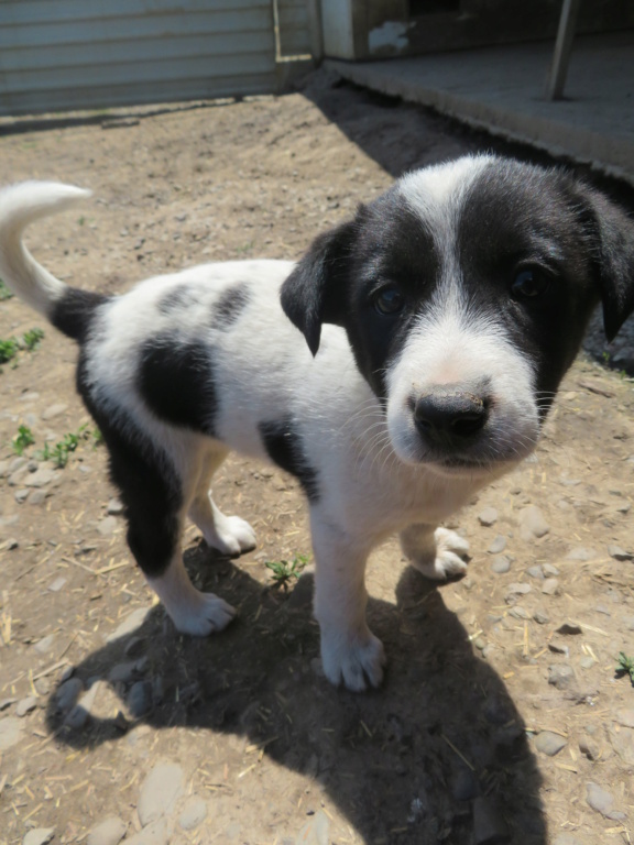 ARWEN (ex ORWENN) - chiot femelle, de taille moyenne à l'âge adulte - née environ en février 2021 - REMEMBER ME LAND - Adoptée par Catherine (57)  Orwenn24