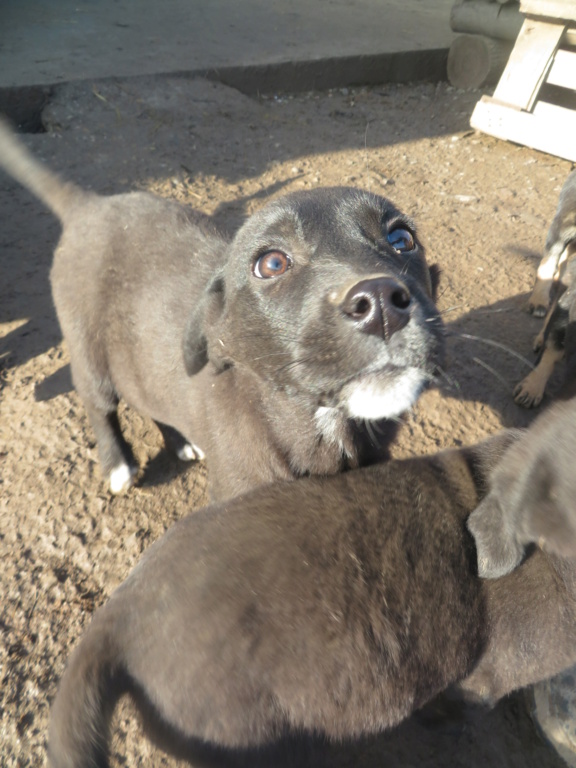 RUBY (ex OSAKA) - chiot femelle, de taille moyenne à l'âge adulte - née environ en septembre 2020 - REMEMBER ME LAND - Adoptée par Laure (51) Osaka_12